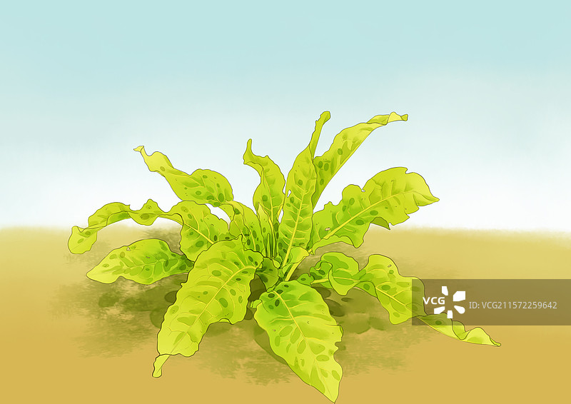 牛舌草植物中药插画图片素材