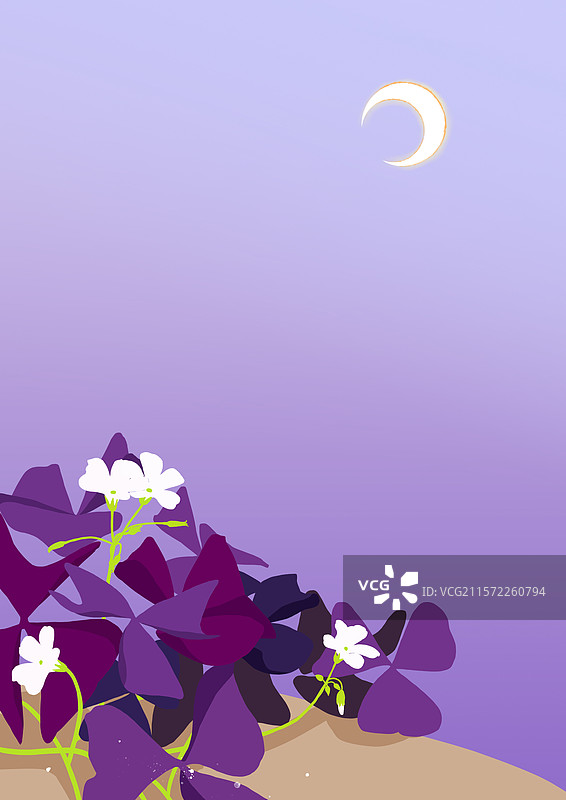 紫叶酢浆草夜晚插画图片素材