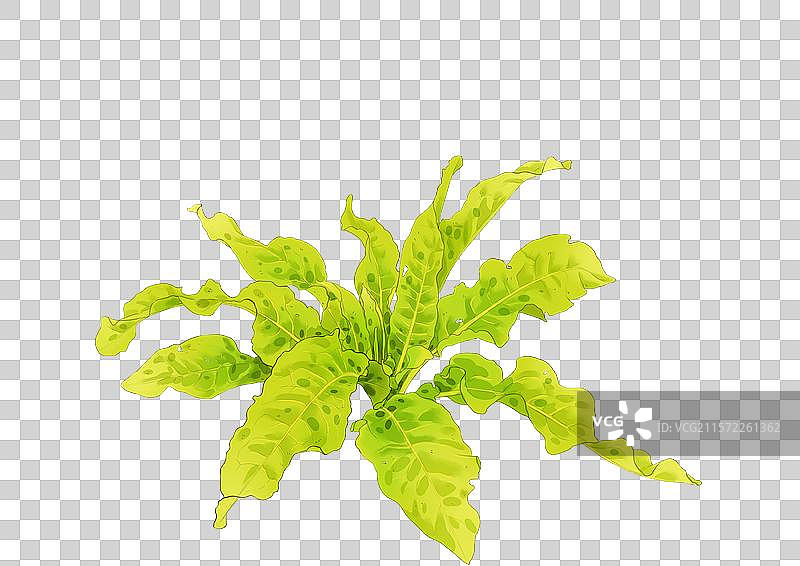 牛舌草元素图片素材