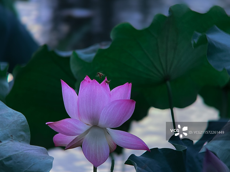 清水出芙蓉图片素材