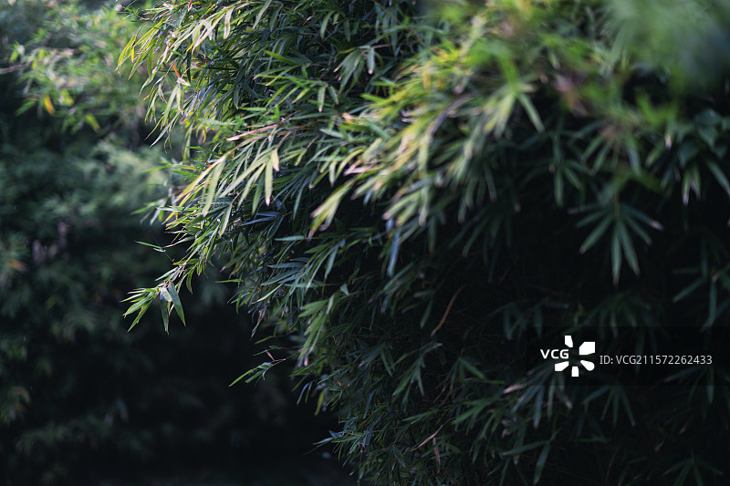 江苏扬州 宝应纵棹园竹子图片素材