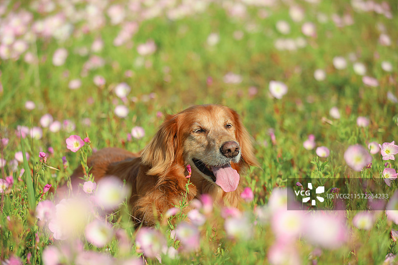 春天月见草花海中阳光下的快乐的金毛，玩耍开心活动奔跑图片素材