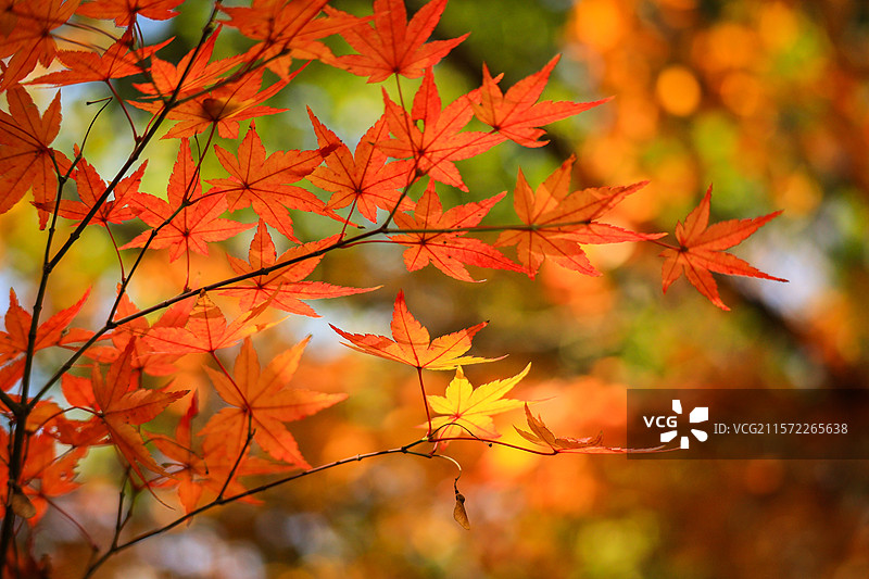 岳麓山爱晚亭枫叶图片素材