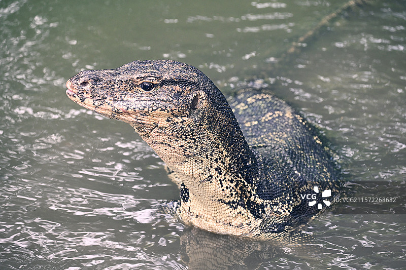 泰兰德曼谷lumpini公园 亚洲水蜥图片素材