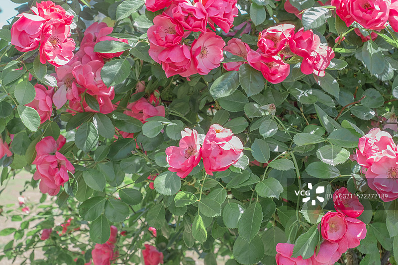 酉阳叠石花谷图片素材