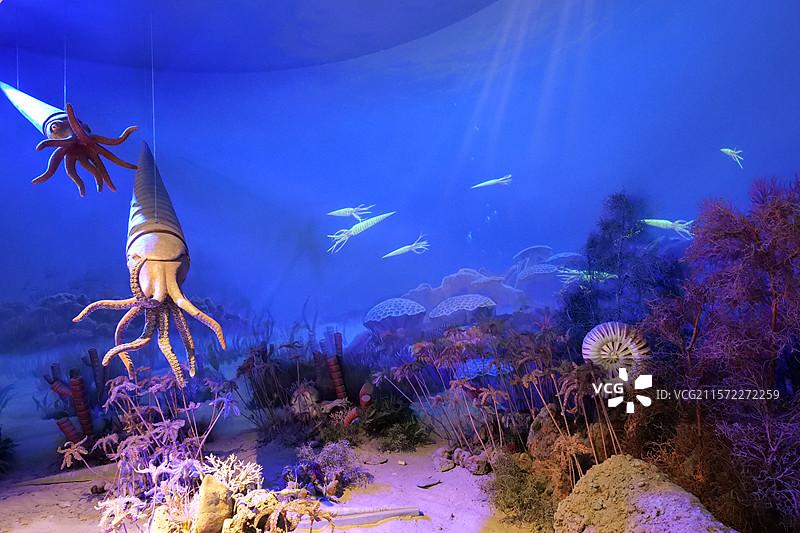 国家自然博物馆-奥陶纪海洋生物-直角石图片素材