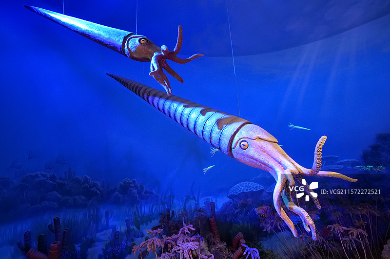 国家自然博物馆-奥陶纪海洋生物-房角石图片素材