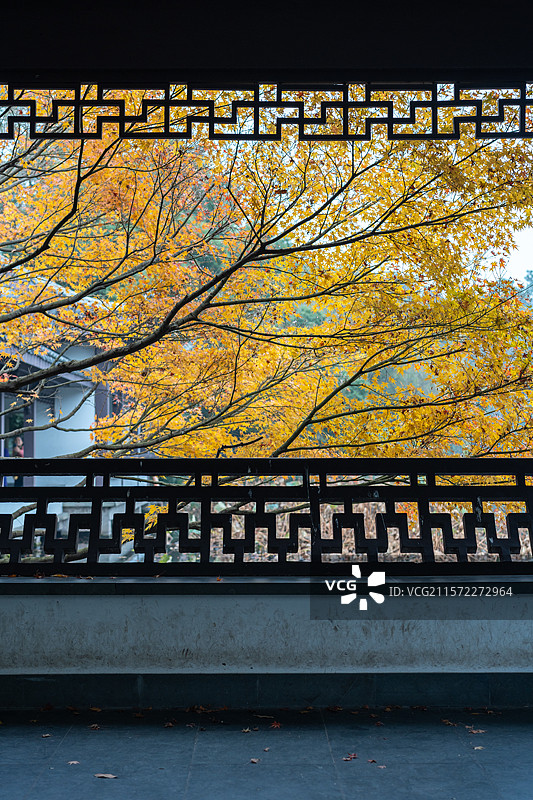 秋天园林金黄色枫叶图片素材