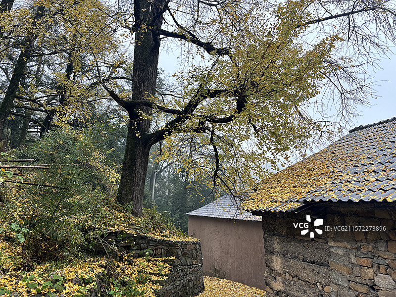 杭州 富阳 九仰坪 徒步旅行  银杏树 银杏叶 秋天 寒露 白露 立秋图片素材