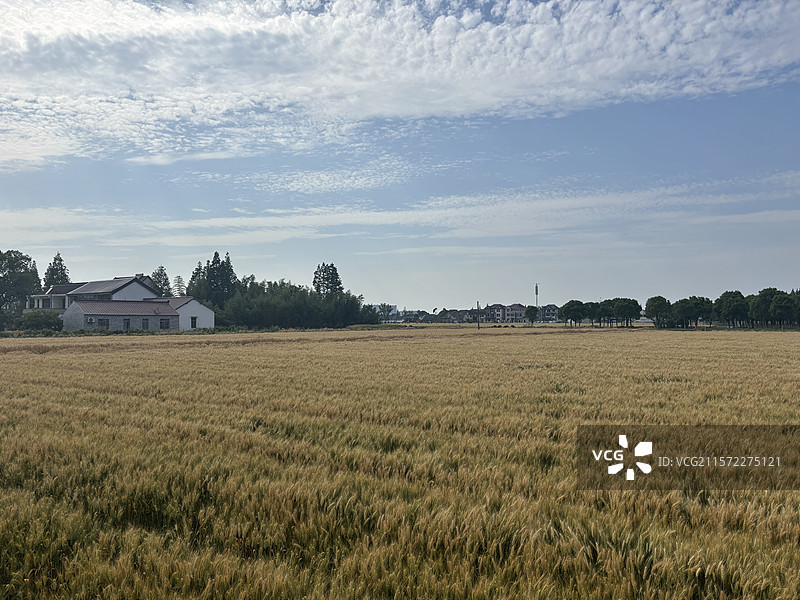 苏州市浏河镇七十二家理想村金色麦田图片素材