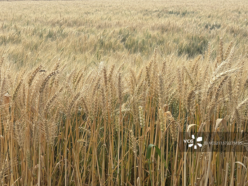 苏州市浏河镇七十二家理想村金色麦田图片素材