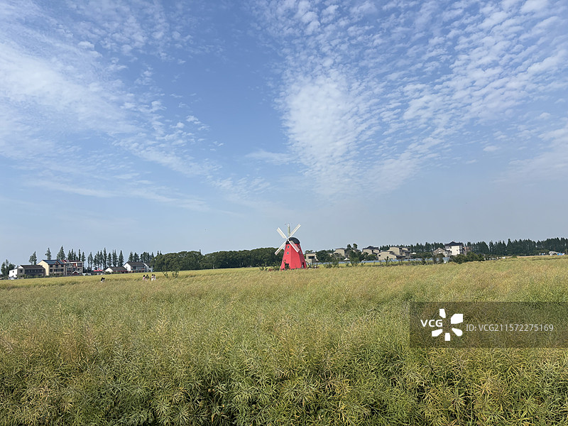 苏州市浏河镇七十二家理想村金色麦田图片素材