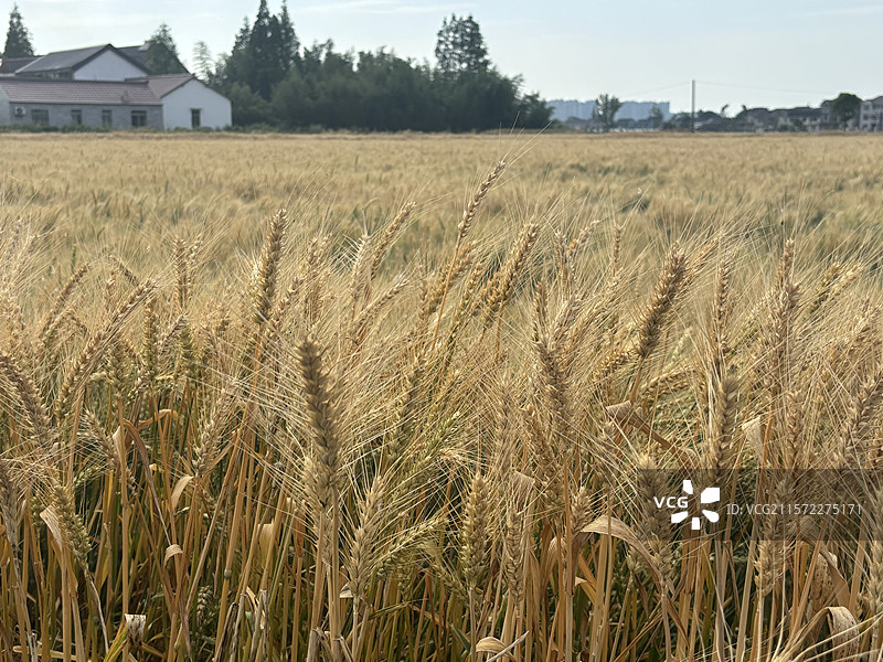 苏州市浏河镇七十二家理想村金色麦田图片素材