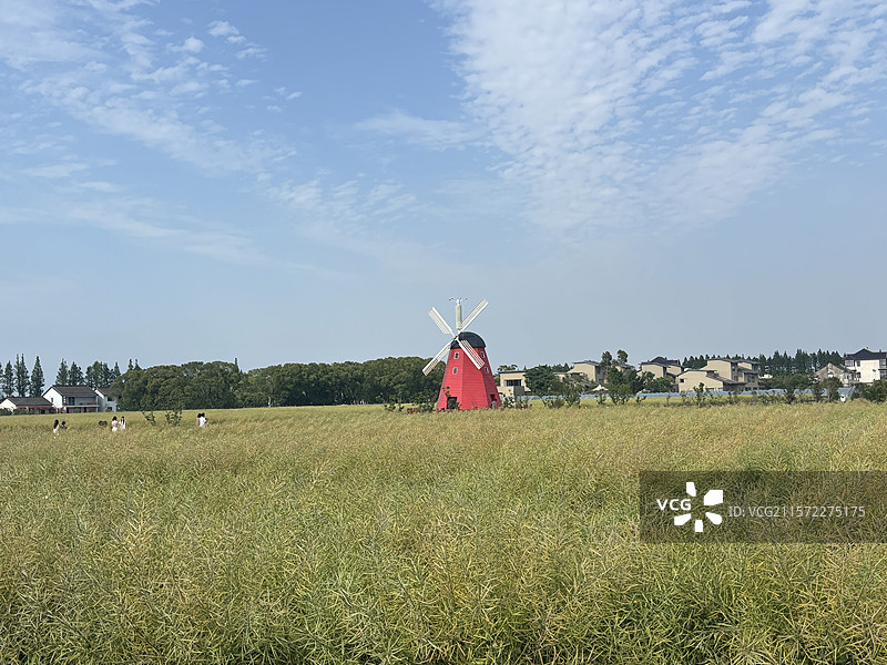 苏州市浏河镇七十二家理想村金色麦田图片素材