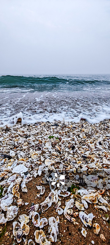 葫芦岛市觉华岛海岸上的贝壳图片素材