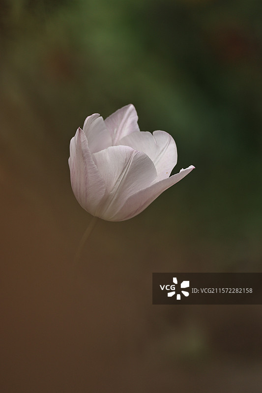 沈阳植物园的各种郁金香图片素材