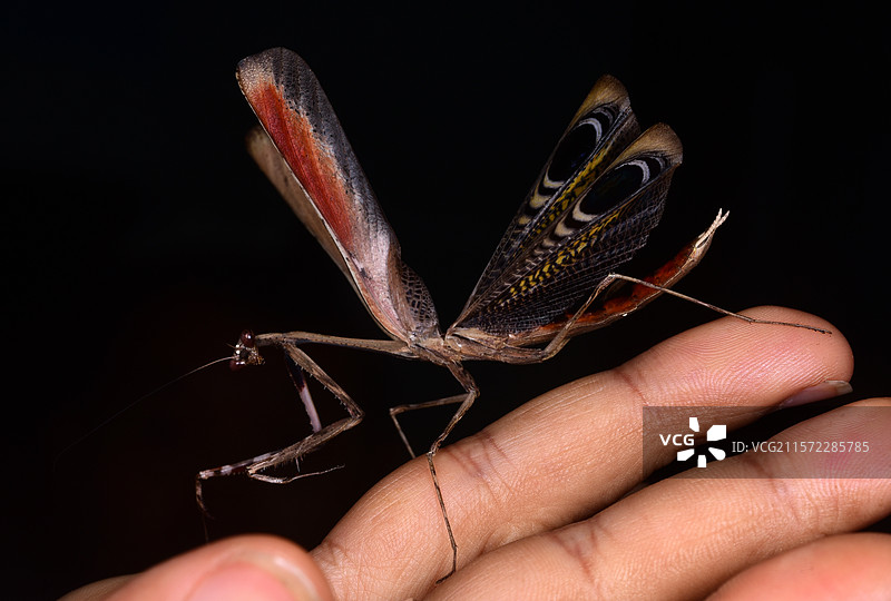 展翅的螳螂，后翅的眼斑起到恐吓天敌的作用图片素材