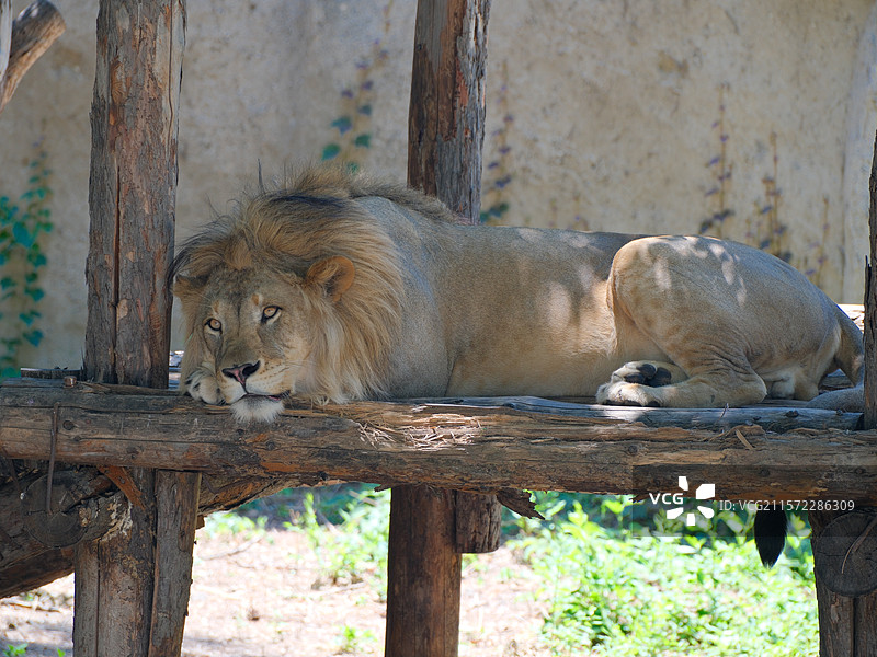 动物园午休的狮子图片素材