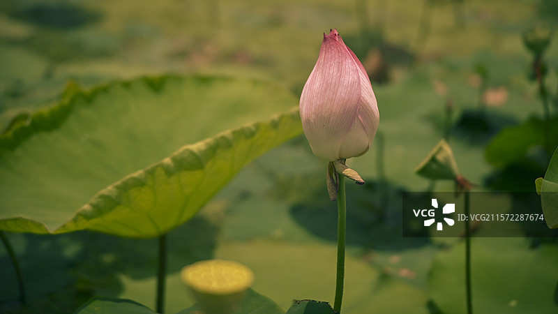 粉红色开花植物荷花特写镜头图片素材