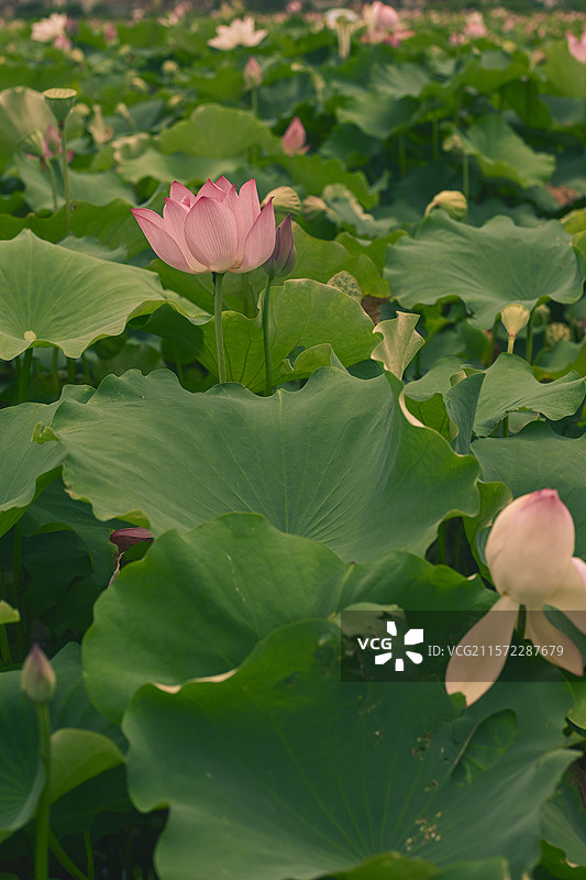 池塘里荷花的特写镜头图片素材