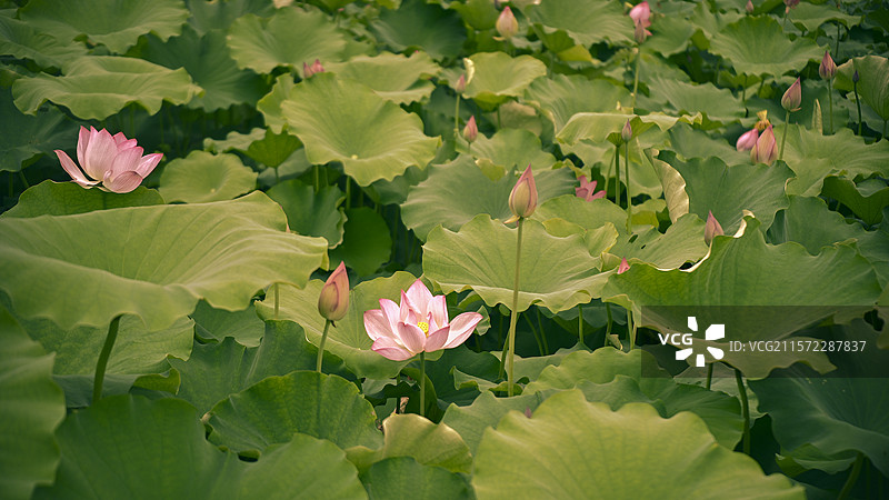 池塘里荷花的特写镜头图片素材