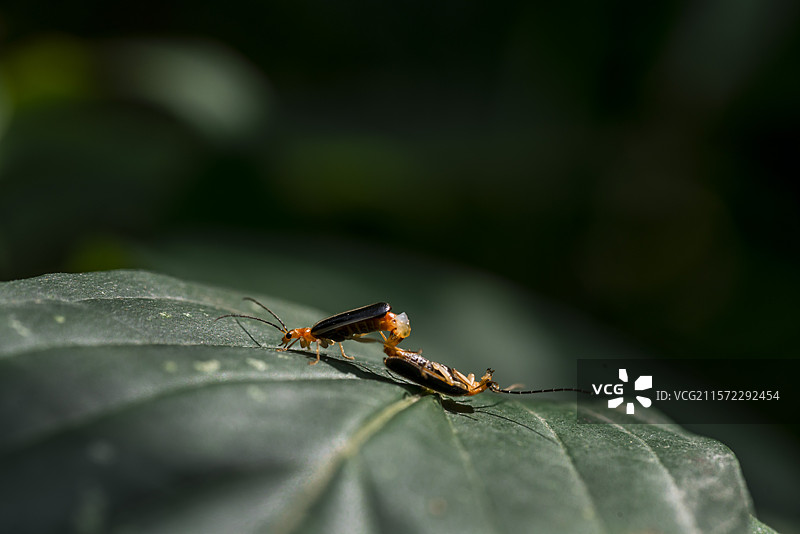 繁衍中的萤火虫图片素材