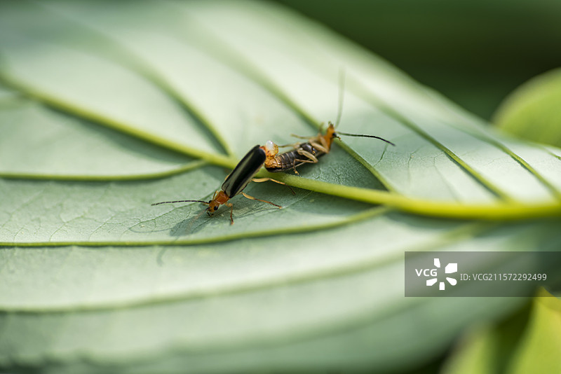 繁衍中的萤火虫图片素材