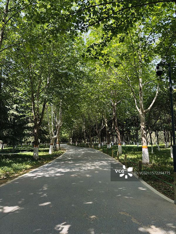 郑州西流湖林荫步道图片素材