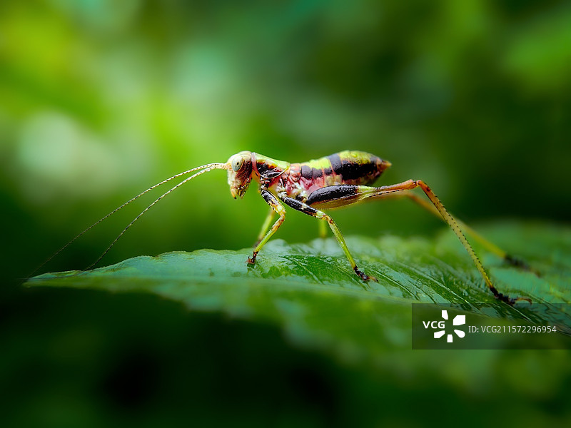 汗血宝马（螽）图片素材