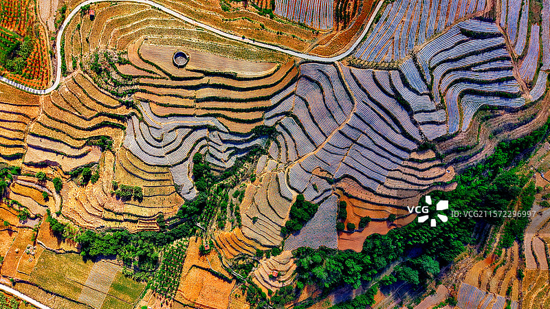 梯田（拍摄于山东省临朐县薰衣草小镇）图片素材