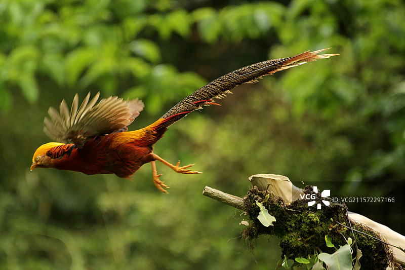 红腹锦鸡起飞的瞬间图片素材