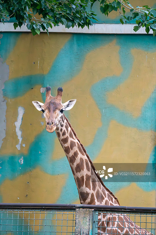 北京动物园一只长颈鹿站在栅栏前，背景是涂有黄色和蓝色图案的墙壁图片素材