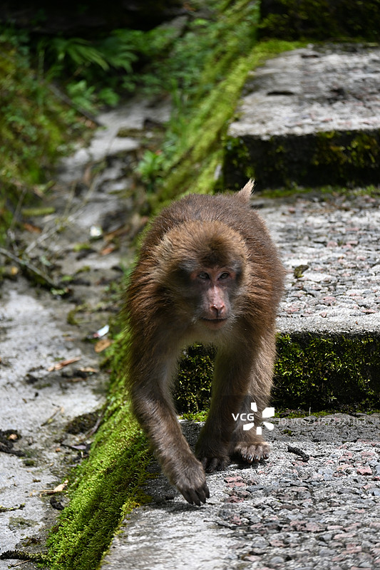 雅安二郎山喇叭河景区图片素材