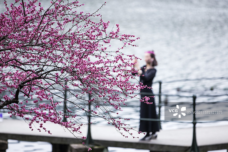 杭州孤山探梅图片素材