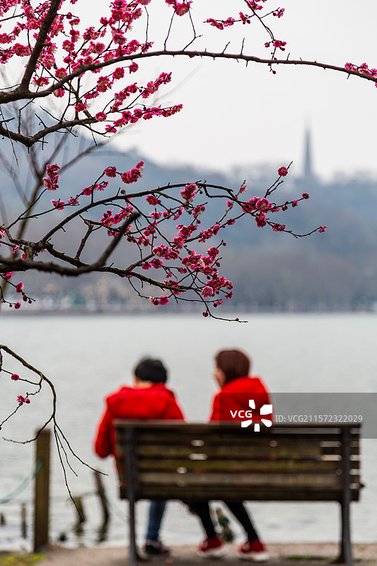 杭州孤山探梅图片素材