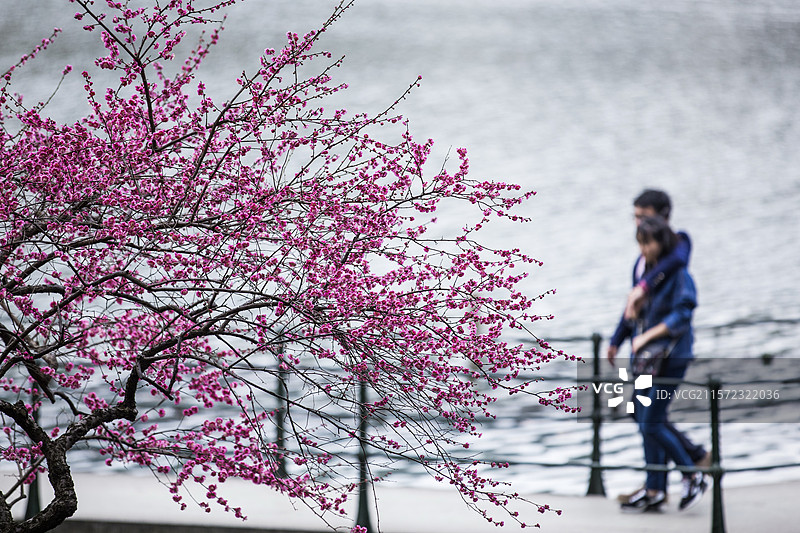 杭州孤山探梅图片素材
