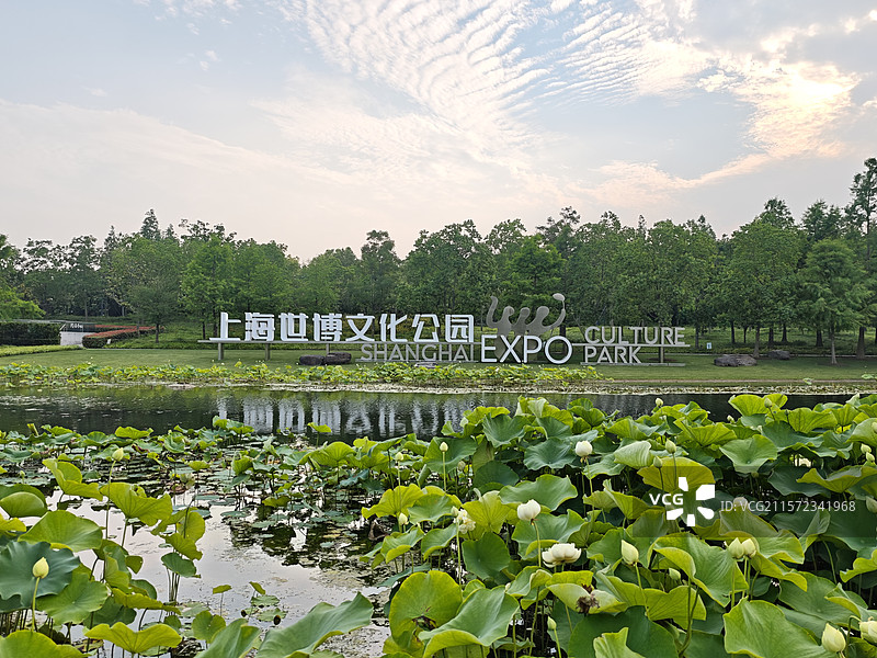 上海世博文化公园舞动广场夏天九月份荷塘荷花图片素材