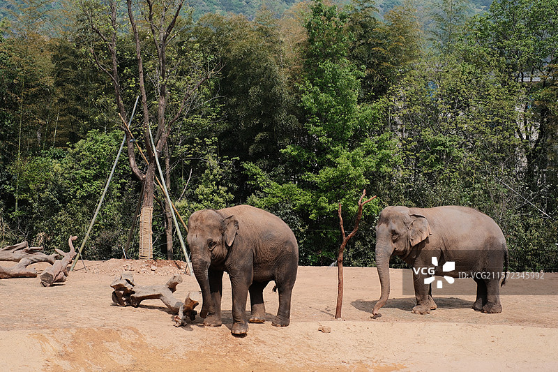 杭州野生动物园里的大象图片素材
