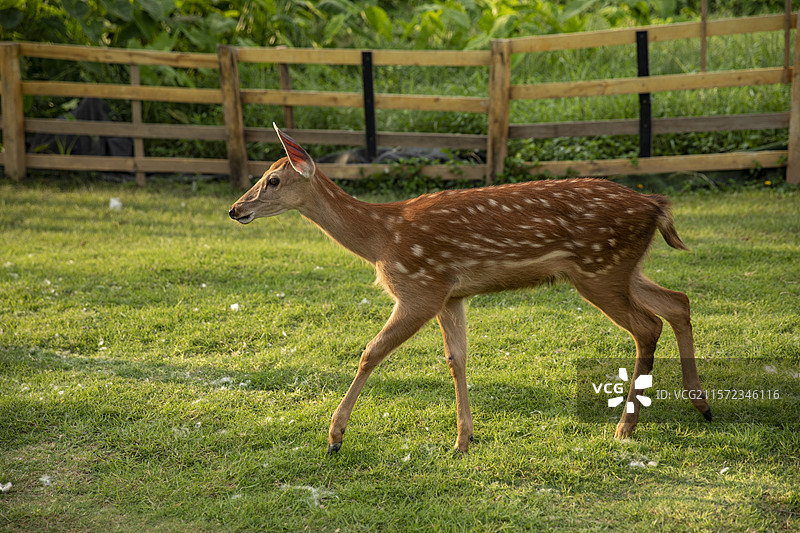 鹿在草地上奔跑的侧视图图片素材