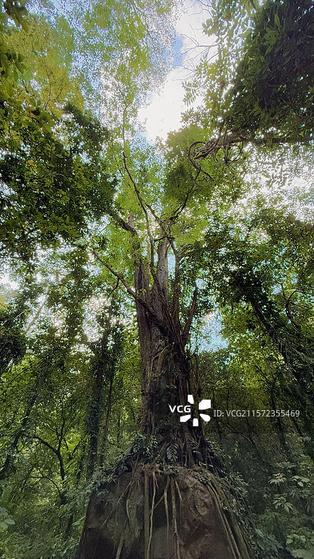 云南德宏-莫里热带雨林古树图片素材