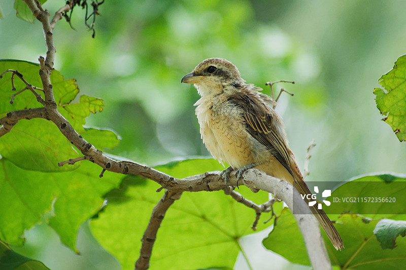 鸟栖息在树上的特写镜头，伯劳，动物野生野外鸟类，夏季自然生态户外，特写图片素材
