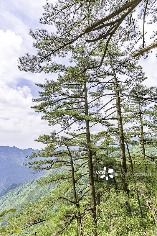 岳西县明堂山的迎客松图片素材
