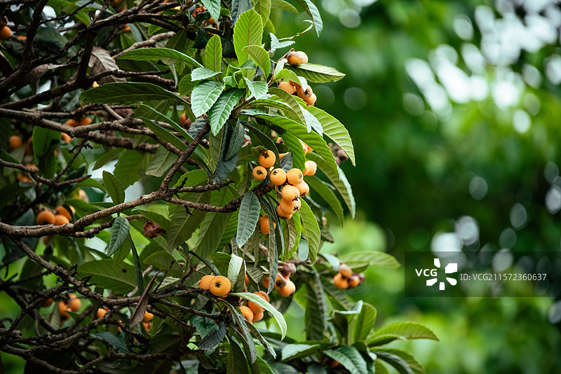 枇杷树图片素材