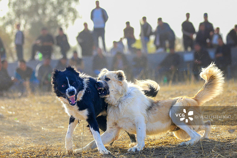 民间斗狗图片素材