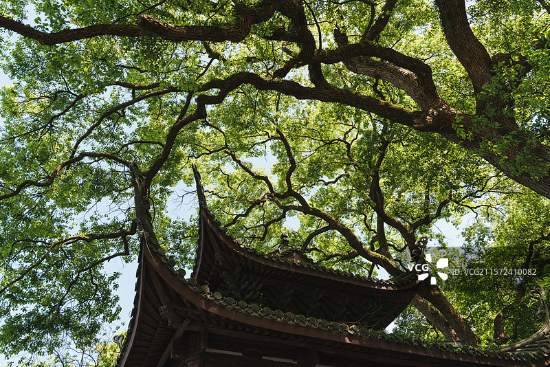 春天杭州西湖孤山放鹤亭风景图片素材