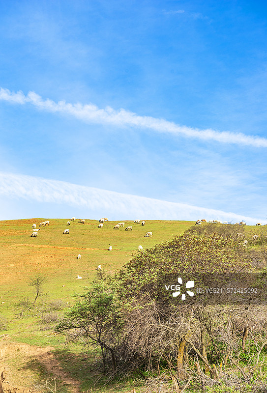 高山草原牧场 甘肃省陇南市礼县上坪乡大河边草原 甘肃高山草原 草原 礼县的草原图片素材
