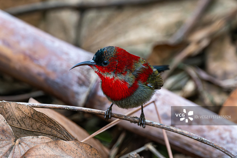 广西崇左的黄腰太阳鸟图片素材