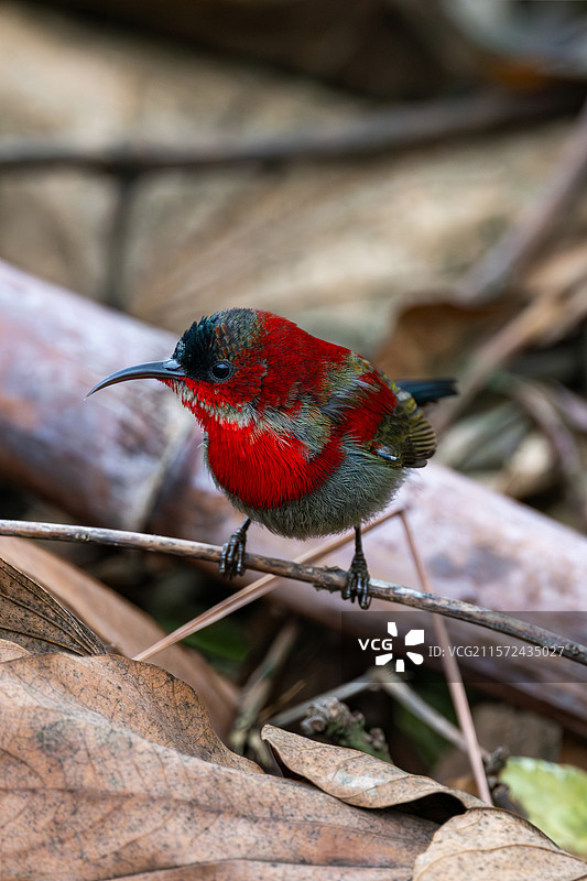 广西崇左的黄腰太阳鸟图片素材