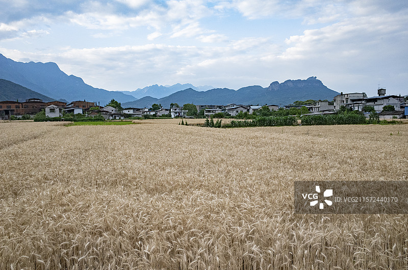 窦圌山下金色的麦田图片素材