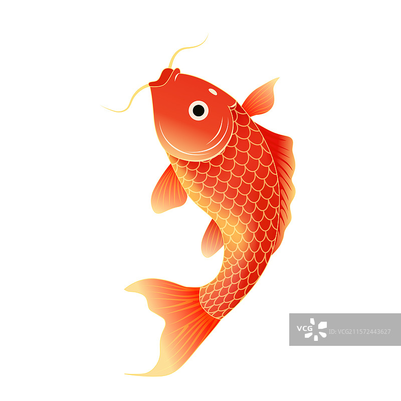 红色锦鲤插画图片素材